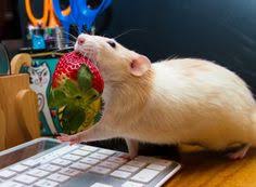 We did not find results for: 70 A Well Balanced Person Has A Rat On Each Shoulder Ideas Pet Rats Cute Rats Rats