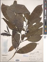 Image result for isolona