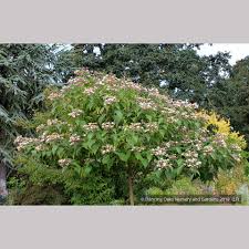 Image result for Clerodendrum melanocrater