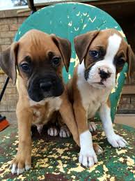 He is currently for sale at $550 and. Brindle Boxer Puppies Cartersville Ga