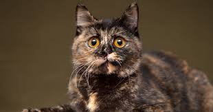 How Long Do Cats Live? | Pet Living With Kirsten Levine