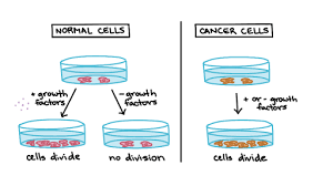 Genes inside the nucleus of each cell tell it when to grow, work, divide and die. Cancer And The Cell Cycle Biology Article Khan Academy