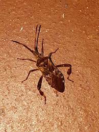 Portland Bird Observatory On Twitter Western Conifer Seed Bug Conifers Wildlife
