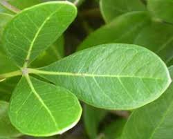 Image result for Rhoicissus revoilii