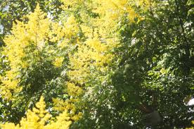 Check spelling or type a new query. Florida Tree Flower Quiz Days In The Life Of A Consulting Arborist