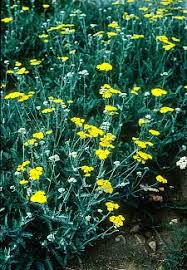 Felted wool pom pom flowers, hand made yellow felt flower bouquet, set of 5 yellow ochre faux billy ball flowers on wood stems, craspedia. Our Plants Mostly Natives Nursery