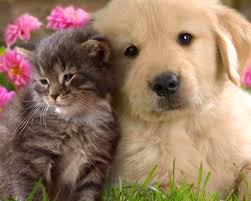 These are the pets of the characters in the tundraverse! 48 Cute Puppy And Kitten Wallpapers On Wallpapersafari