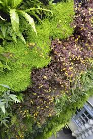Designers should specify fixtures, bulbs, and placement to ensure that the living wall is evenly lit and receives the full spectrum of lighting required to grow healthy plants. Lighting Guide For Living Walls Plants On Walls