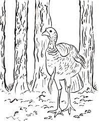 Turkey coloring page kids thanksgiving stock vector royalty free pictures. Wild Turkey Coloring Page Art Starts