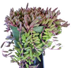 Image result for Senecio purpureus