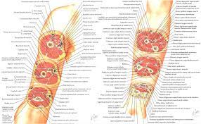 Tutorials and quizzes on muscles that act on the forearm/ forearm muscles (flexors and extensors of the forearm), using interactive animations and diagrams. Hermione Granger Life At Hogwarts College Of Medicine