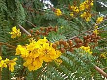 We did not find results for: Peltophorum Pterocarpum Wikipedia