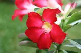 Mencari arti nama nama bayi bunga saat ini sudah semakin dimudahkan dengan adanya internet. Gambar Bunga Kamboja Beserta Bagiannya