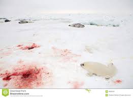 Baby Harp Seal Pup Stock Image Image Of Newborn Cold 4668159