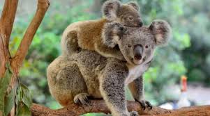 positive traits of koala spirits