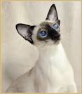 Traditional Applehead Siamese Cats and Kittens – Breeder ...