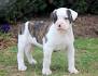 American Bulldog Puppies for Sale - PuppyFind