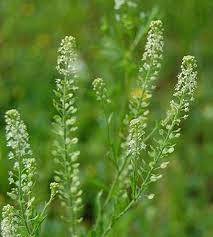 Peppergrass Lepidium Virginicum Edible Wild Plants Edible Plants Wild Foraging