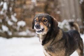 It also combats the symptoms caused by hypersensitivity reactions like itchiness but, its insurmountable medical benefits will surely improve the overall wellness of our beloved cats. How Cbd Oil Can Help Your Dog S Aggression Sitstay