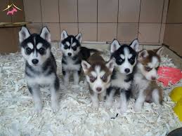 Satilik Husky Fiyatlari Ve Ilanlari Kopek Dunyasi