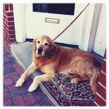 He Is So Adorable And Such A Sweetie I Can T Resist Giving Him A Good Pet Every Time I Pass By For Coffee At Lexco Or Sund Golden Retriever Baby Animals