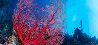 Check spelling or type a new query. Coral Agta