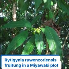 Image result for Rytigynia ruwenzoriensis