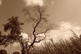 Tree Half Dead Half Alive Tattoo Work Dead Oil Painting