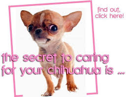 Pin On Puppies Funny