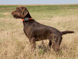 Browse cute pups for sale listed near you. Pudelpointer Puppies For Sale Online Shopping
