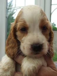 Black And White Cocker Spaniel Puppy For Sale Just Like Penny As A Puppy Orange And White English Cocker Spaniel Google Sear Cocker Spaniel Puppies Spaniel Puppies For Sale Golden Cocker Spaniel Puppies