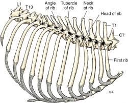 It, essentially, floats off of the back of the chest, as it is connected to the. Thoracic Wall Veterian Key