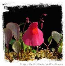 Image result for Utricularia arenaria