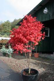 Acer Palmatum Osakazuki Japansk Tradgard Skuggvaxter Uteplats Tradgard