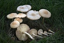 Image result for Marasmius opacus