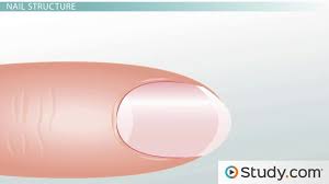 Image result for paronychium