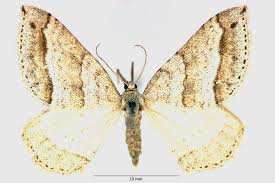 Image result for Mesotype parallelolineata