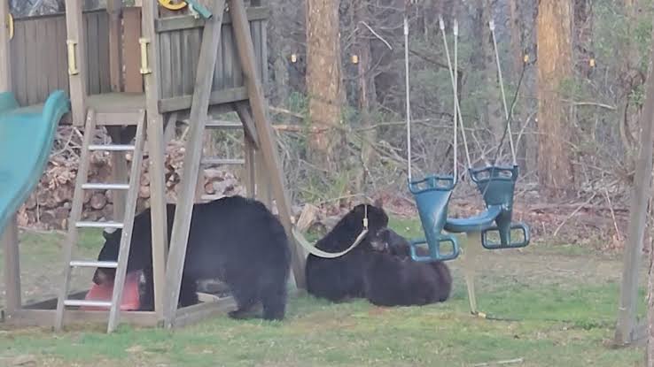 3 bears play around swing, slide in Connecticut backyard: Watch