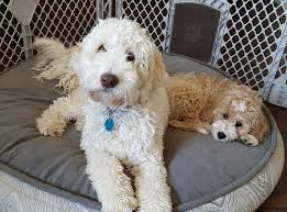 We breed for miniature and mediums and are based in beautiful northern california. Introducing A New Puppy To Your Resident Dog Sierra Springs Australian Labradoodles Inc
