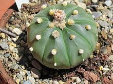 A recent new yorker had a short story set in texas with an illustration of a cowboy riding past a saguaro. Astrophytum Asterias Wikipedia