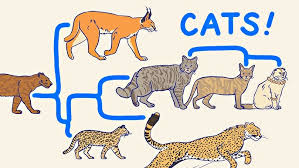 ‪ALL THE CATS, EXPLAINED - YouTube‬‏