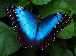In the mountains of mexico, a spy hummingbird ventures into the heart of a breathtaking monarch butterfly swarm.please like and subscribe if you enjoyed it! The World S Most Beautiful Butterflies Blue Morpho Butterfly Morpho Butterfly Most Beautiful Butterfly