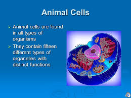 We did not find results for: Animal Cells V S Plant Cells Animal Cells Contain All Common Make Up They Are The Only Cells That Contain Lysosomes Cilia And Flagella Plant Ppt Download