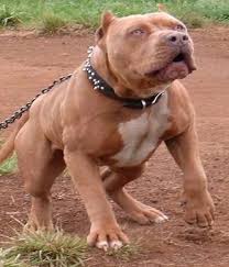 Pitbull A Family Dog Or A Fighting Breed Bully Breeds Dogs Pitbull Terrier Pitbulls