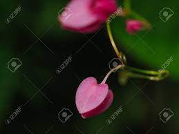 They are sure to be a showstopper in any garden. The Pink Heart Shaped Flowers In The Garden Stock Photo Picture And Royalty Free Image Image 66664401