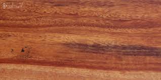 Image result for Xylia torreana