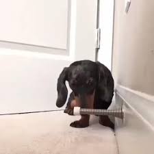 Try Not To Laugh Video In 2020 Cute Baby Animals Funny Animals Funny Animal Videos