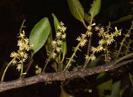 Image result for Helixanthera