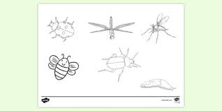 In the internationally acclaimed the very hungry caterpillar, a tiny caterpillar eats and eats…and eats his way through the week. Insects Colouring Colouring Sheets Teacher Made