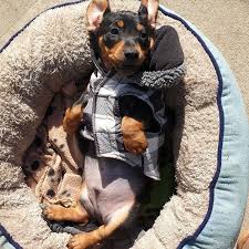 Why is california puppies different from other puppy finder websites? Mini Pinscher Craigslist Pasteurinstituteindia Com